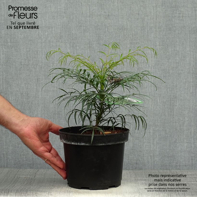 Mahonia Soft Caress - Mahonia hybrid 3L/4L pot sample as delivered in autumn