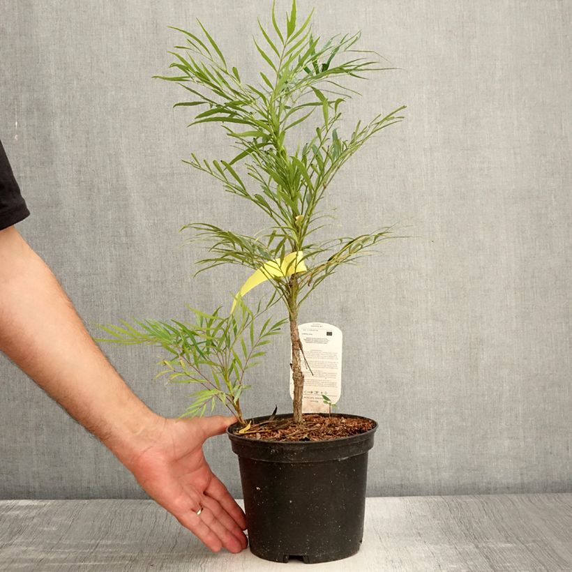 Mahonia Soft Caress - Mahonia hybrid 3L/4L pot sample as delivered in summer