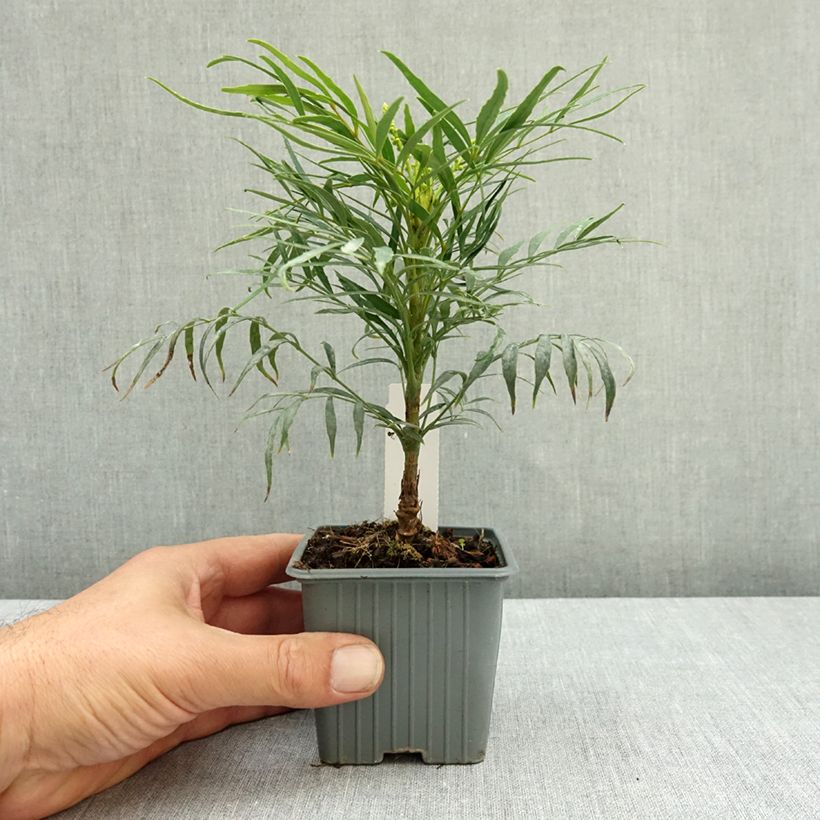 Mahonia Soft Caress - Mahonia hybrid 8/9 cm pot sample as delivered in summer