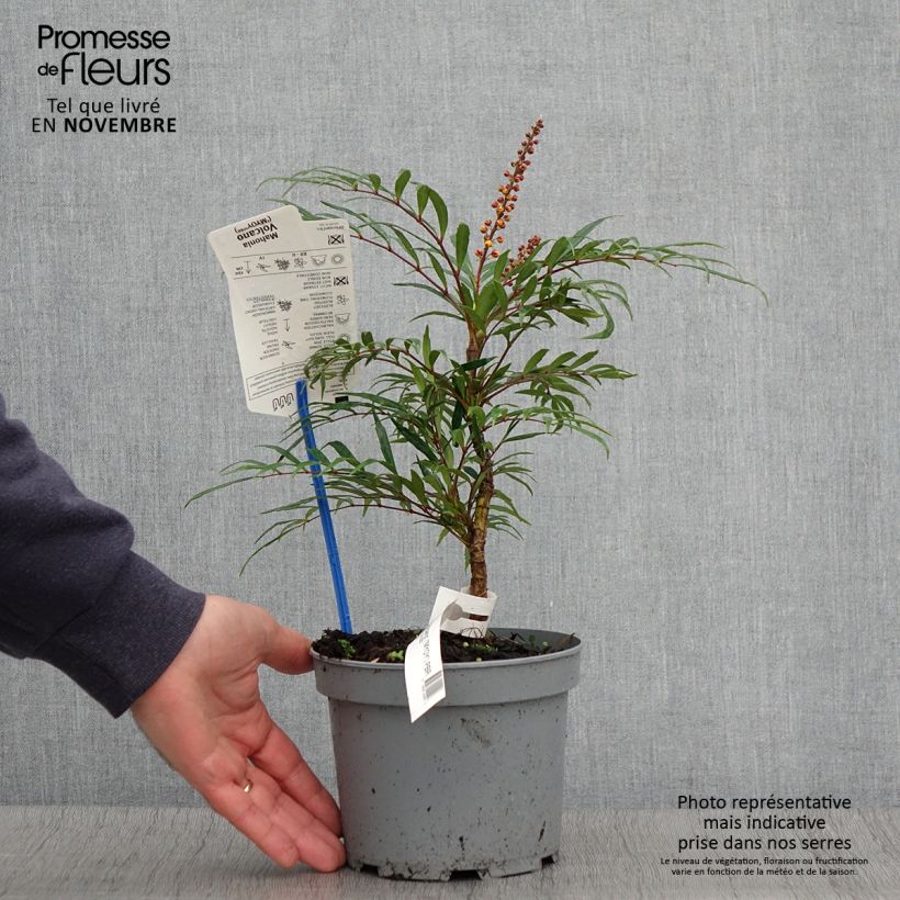 Mahonia nitens Volcano 2L/3L pot sample as delivered in autumn