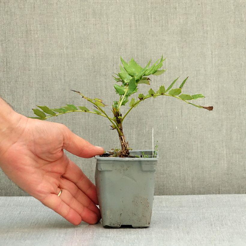 Mahonia x media Charity 8/9 cm pot sample as delivered in summer
