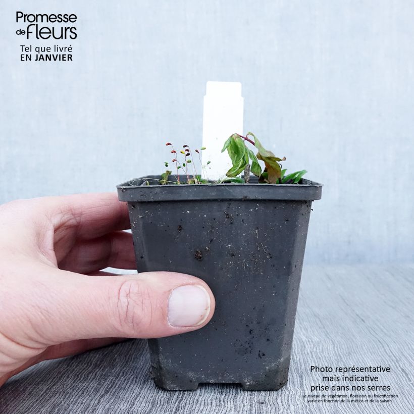 Maianthemum bifolium 8/9 cm pot sample as delivered in winter