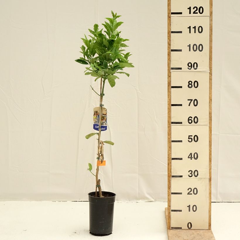 Buddha's Hand - Citrus medica var. sarcodactylis 3L/4L pot, Clump sample as delivered in spring
