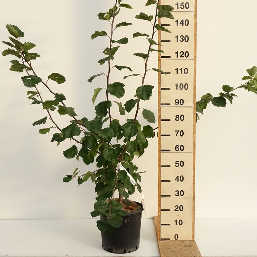 Malus Brandy Magic - Crab Apple 7.5L/10L pot sample as delivered in summer
