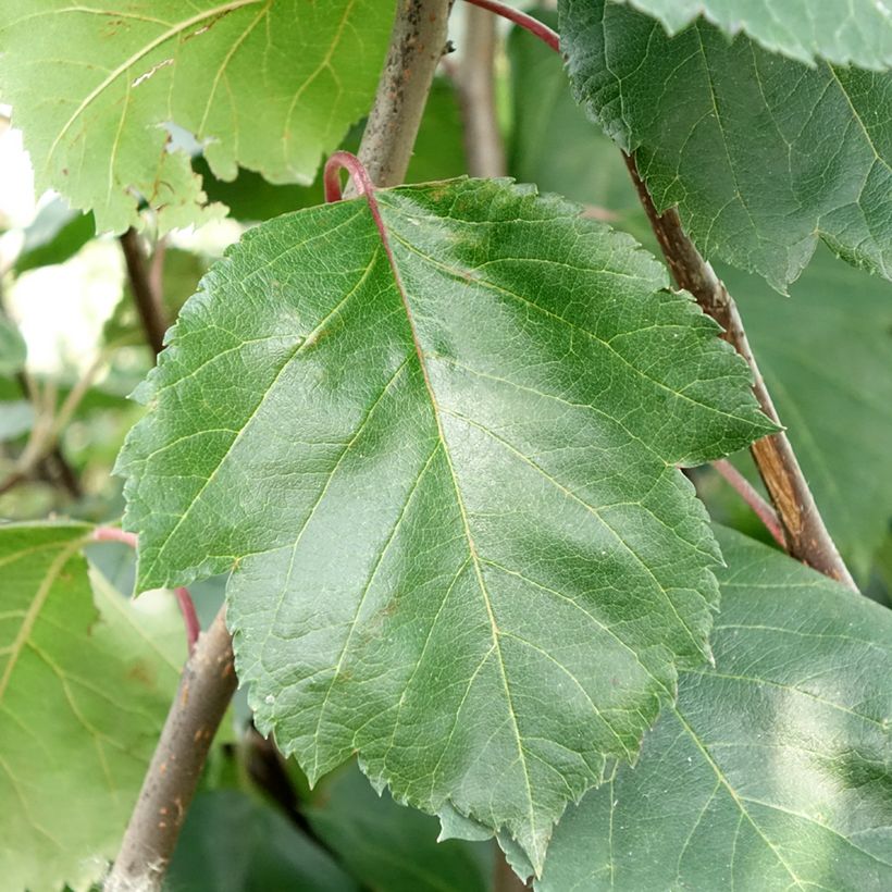 Malus Brandy Magic - Crab Apple (Foliage)