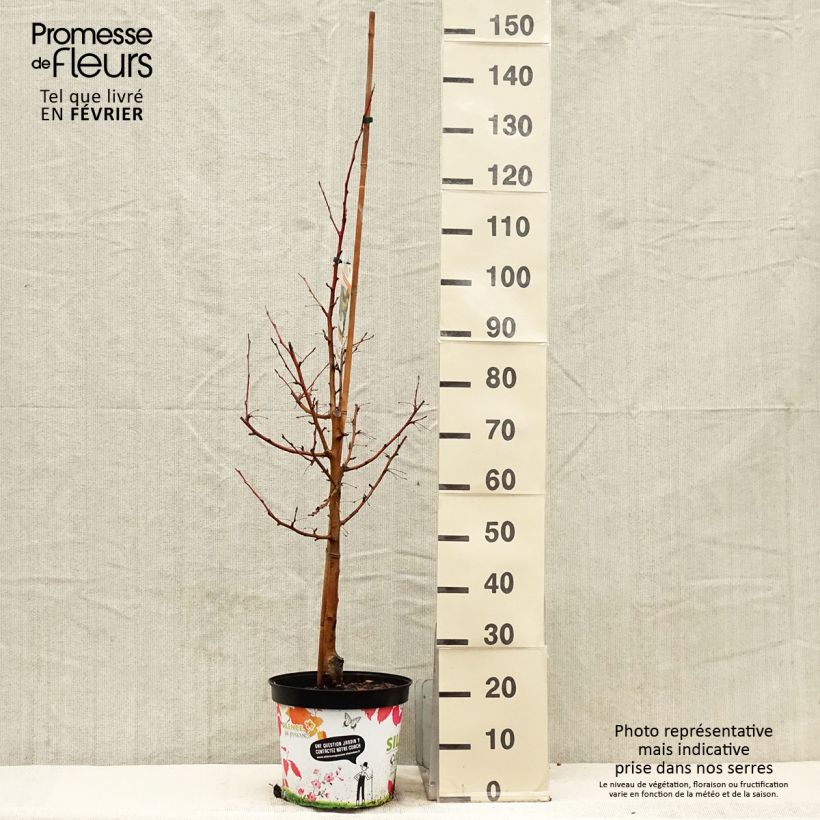 Malus Comtesse de Paris - Crab Apple 7.5L/10L pot sample as delivered in winter