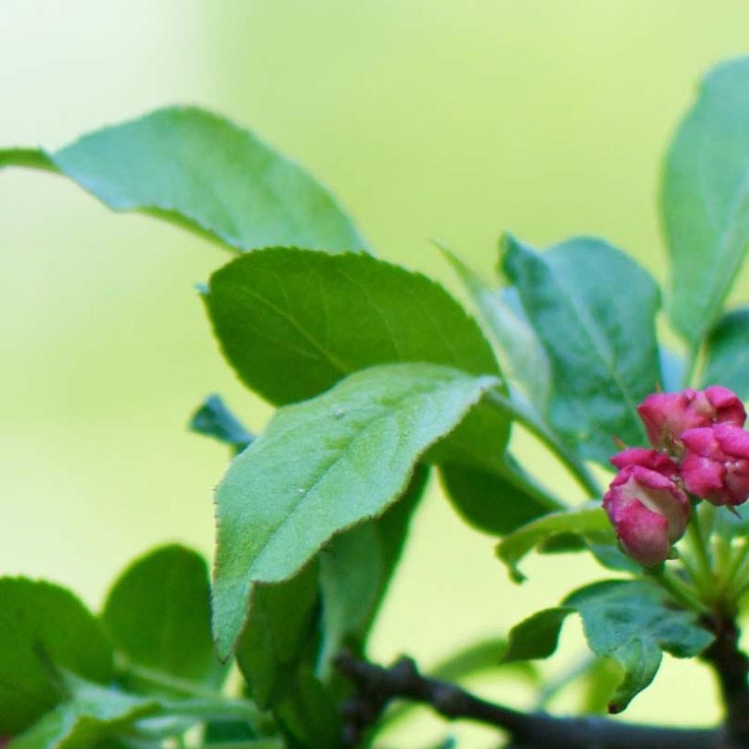 Malus toringo - Crab Apple (Foliage)