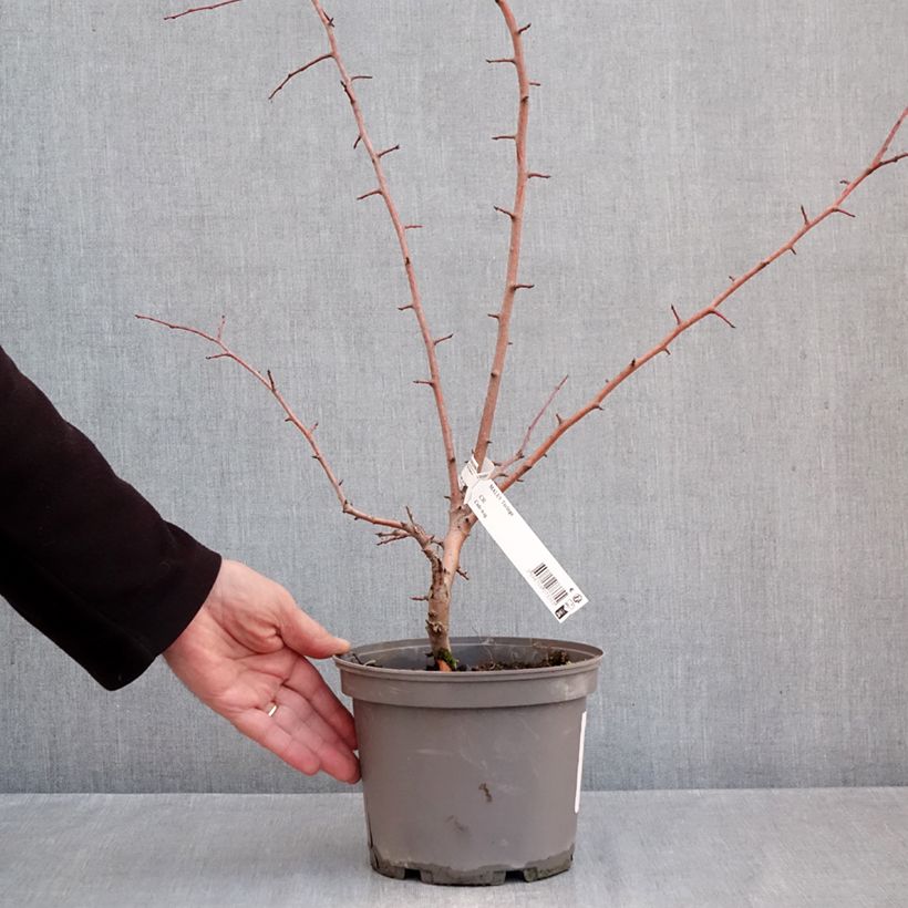 Malus toringo - Crab Apple 3L/4L pot sample as delivered in autumn