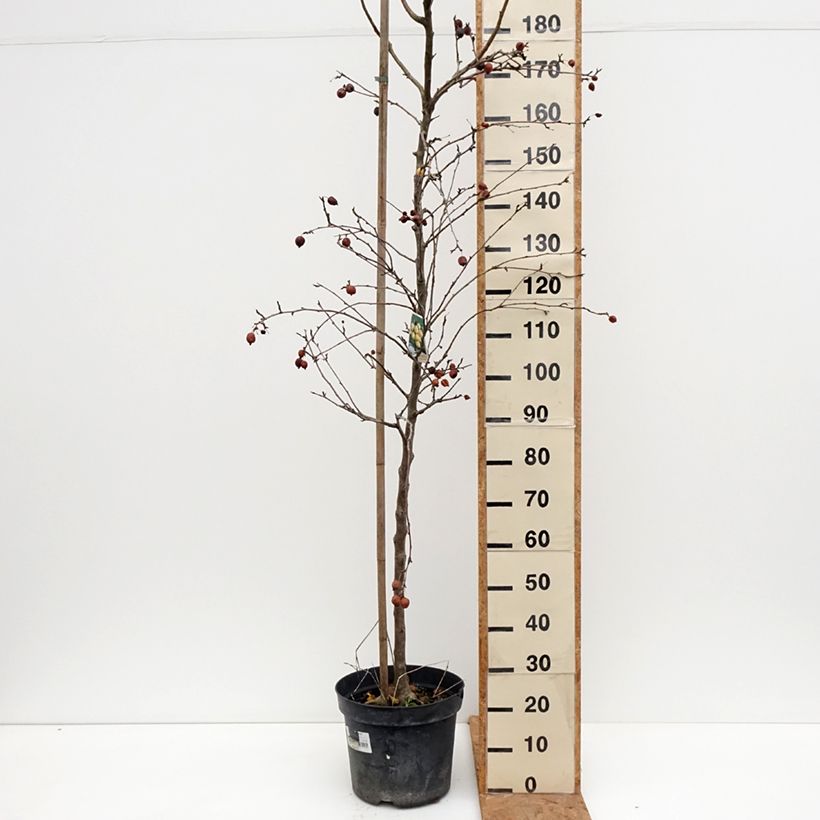 Malus robusta Yellow Siberian - Crab Apple 7.5L/10L pot sample as delivered in autumn