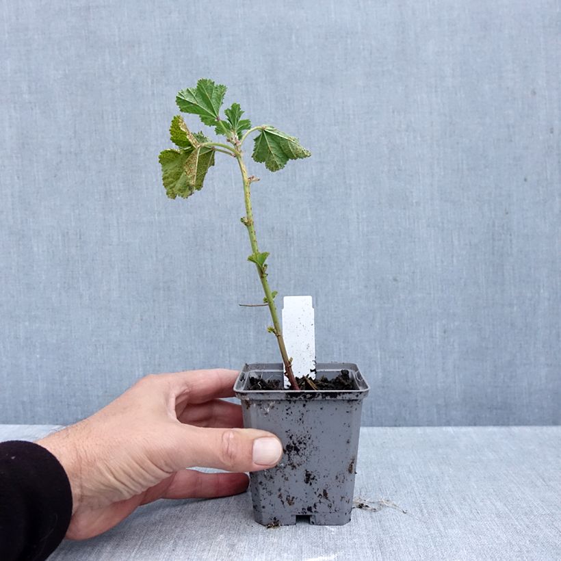 Malva sylvestris Zebrina Blue - Mallow 8/9 cm pot sample as delivered in autumn