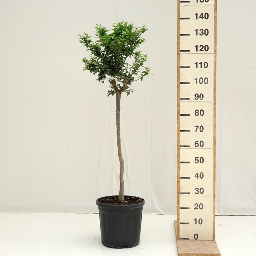 Chinese Mandarin Tree - Citrus myrtifolia 18L/20L pot, Half standard sample as delivered in spring