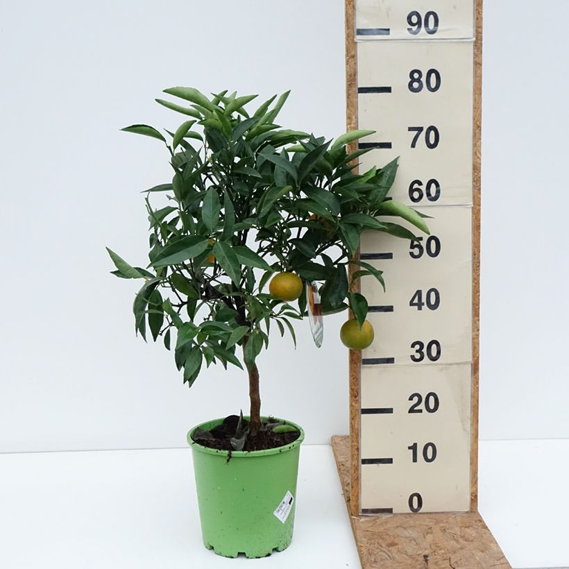 Mandarin Tree - Citrus deliciosa 3L/4L pot, Clump sample as delivered in autumn