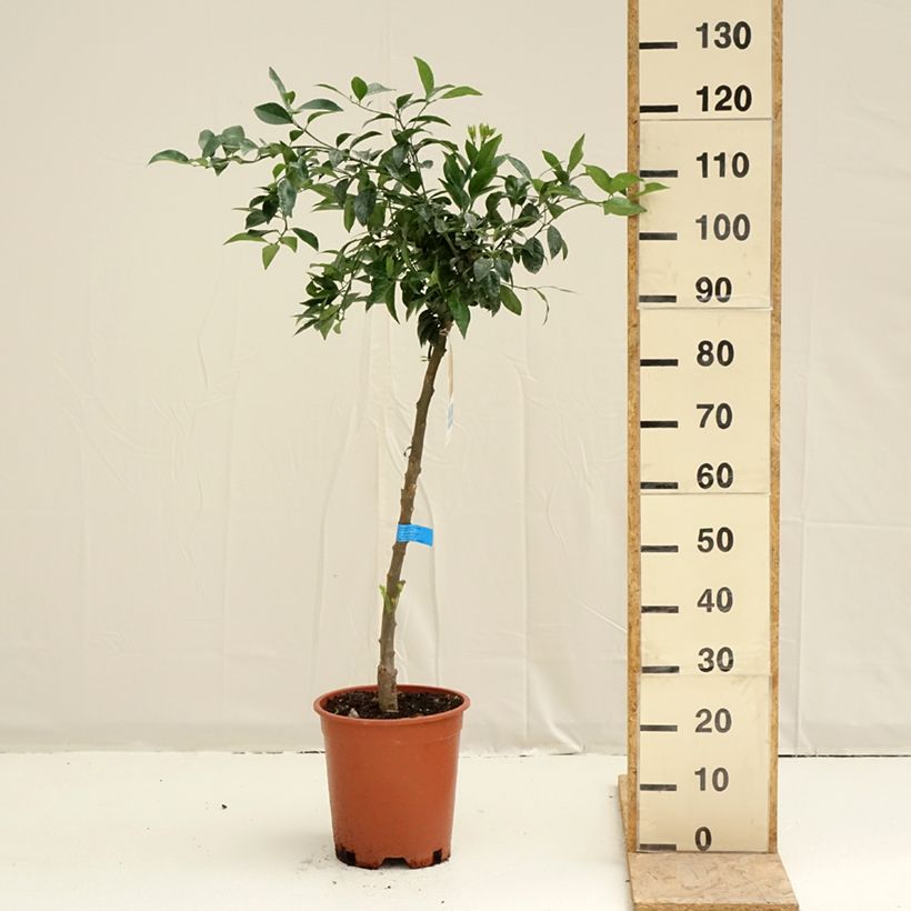 Mandarin Tree - Citrus deliciosa 7.5L/10L pot, Half standard sample as delivered in spring