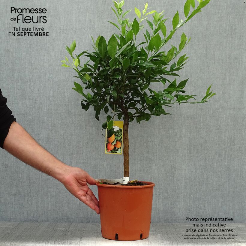Mandarin Tree - Citrus reticulata Keraji 2L/3L pot, Bush sample as delivered in autumn