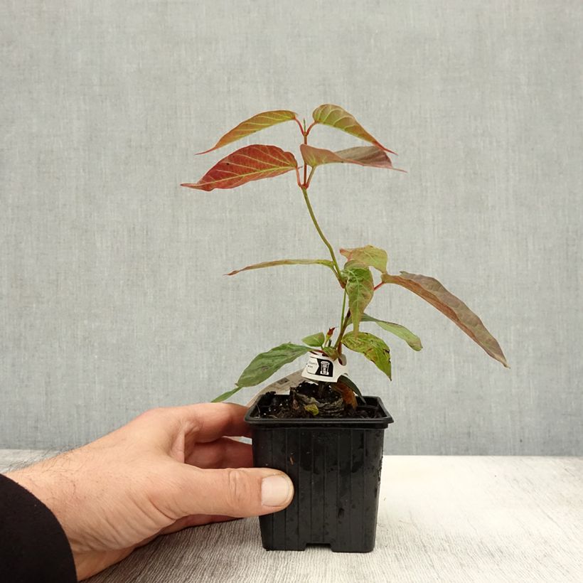 Mandevilla laxa 8/9 cm pot sample as delivered in autumn