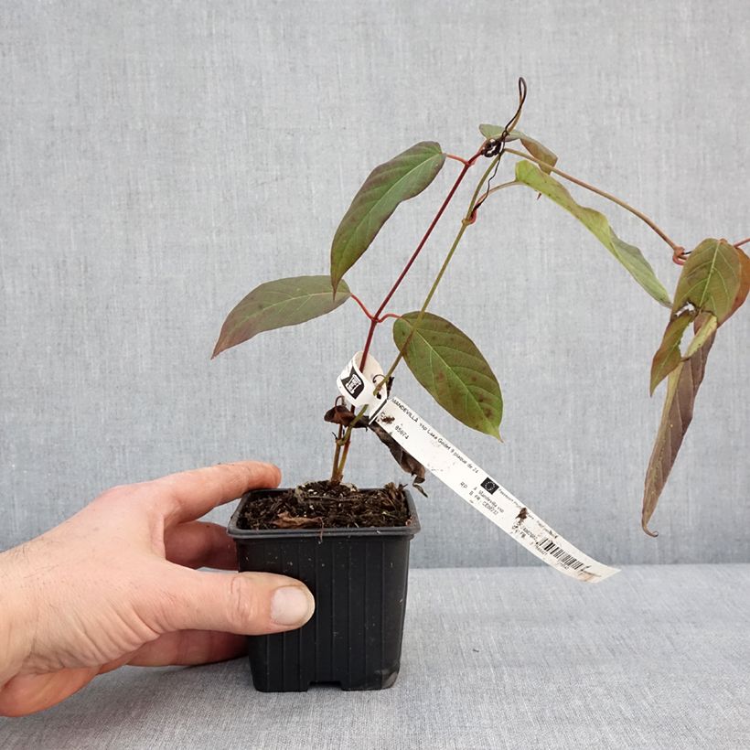 Mandevilla laxa 8/9 cm pot sample as delivered in winter