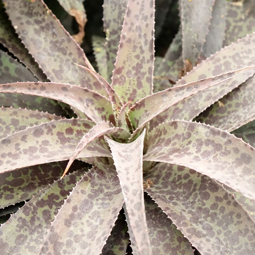 Mangave Inkblot (Foliage)