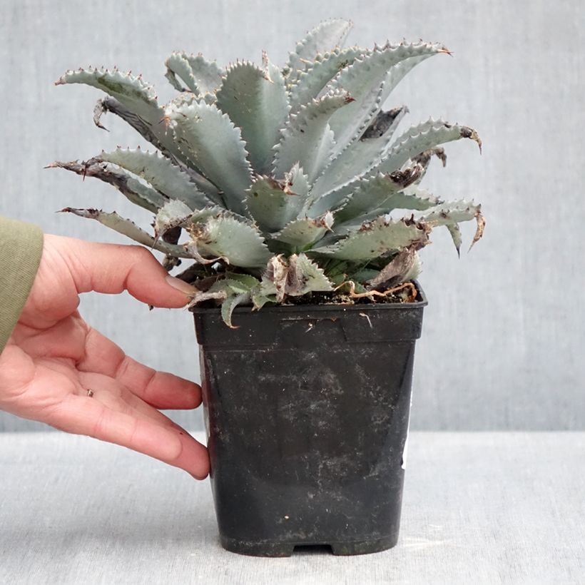 Mangave Silver Fox 1L/1.5L pot sample as delivered in winter