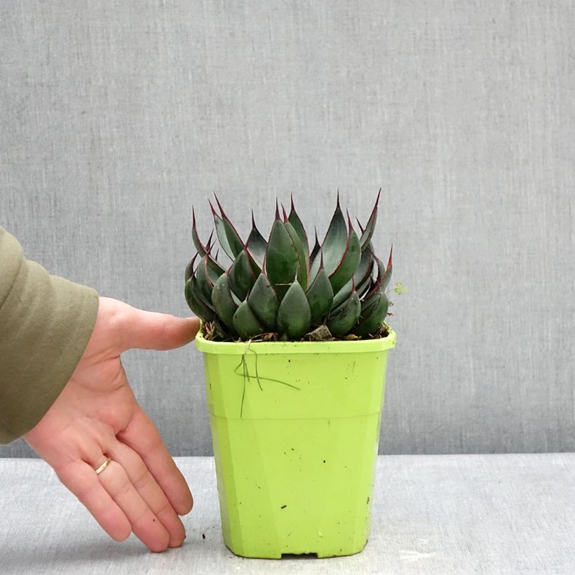 Mangave Praying Hands  3L/4L pot sample as delivered in winter