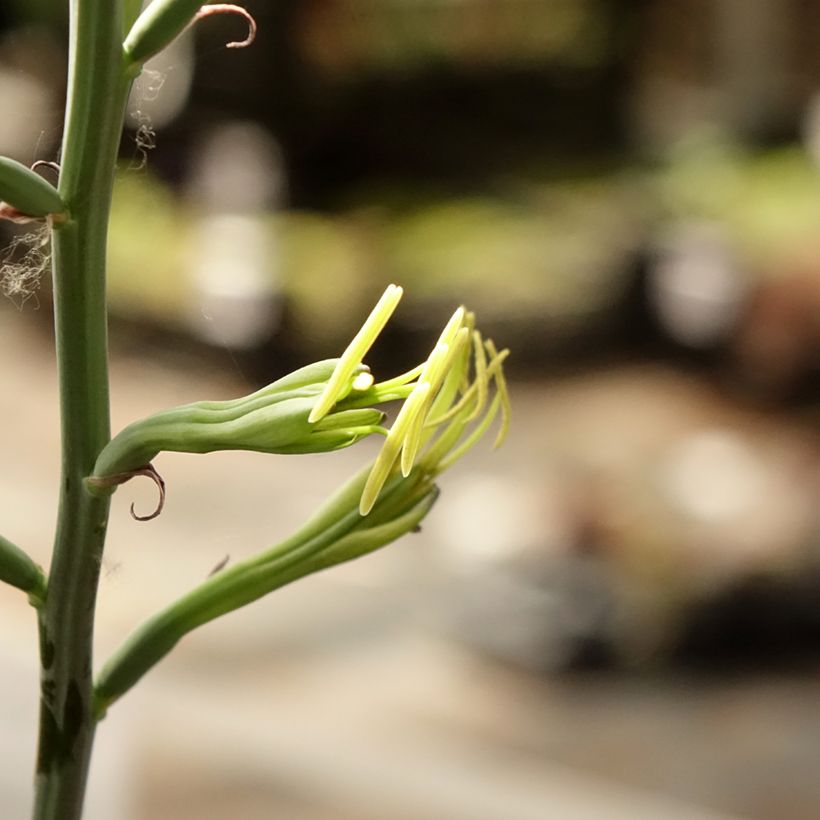 Agave undulata Purple passion (Flowering)