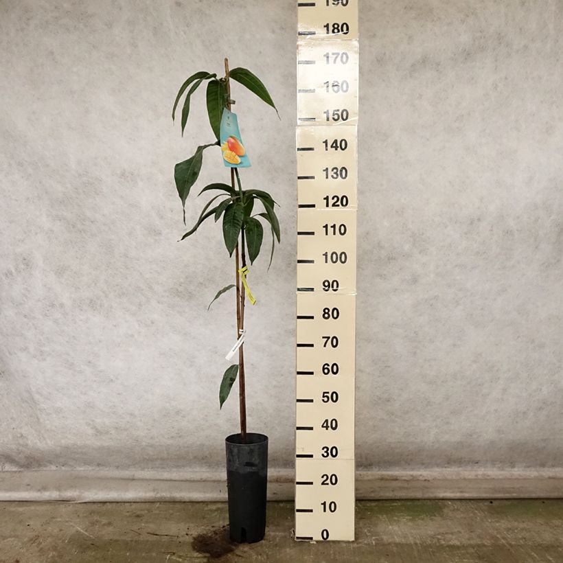 Mangifera indica - Mango Tree 6L/7L pot sample as delivered in autumn