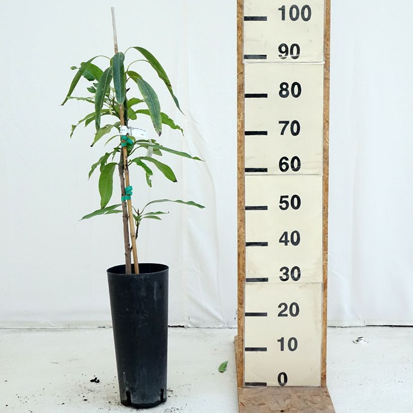 Mango tree Irwin - Mangifera indica  6L/7L pot sample as delivered in autumn
