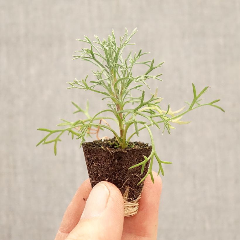 Rhodanthemum hosmariense Flirt Plug plant 3/4cm sample as delivered in spring