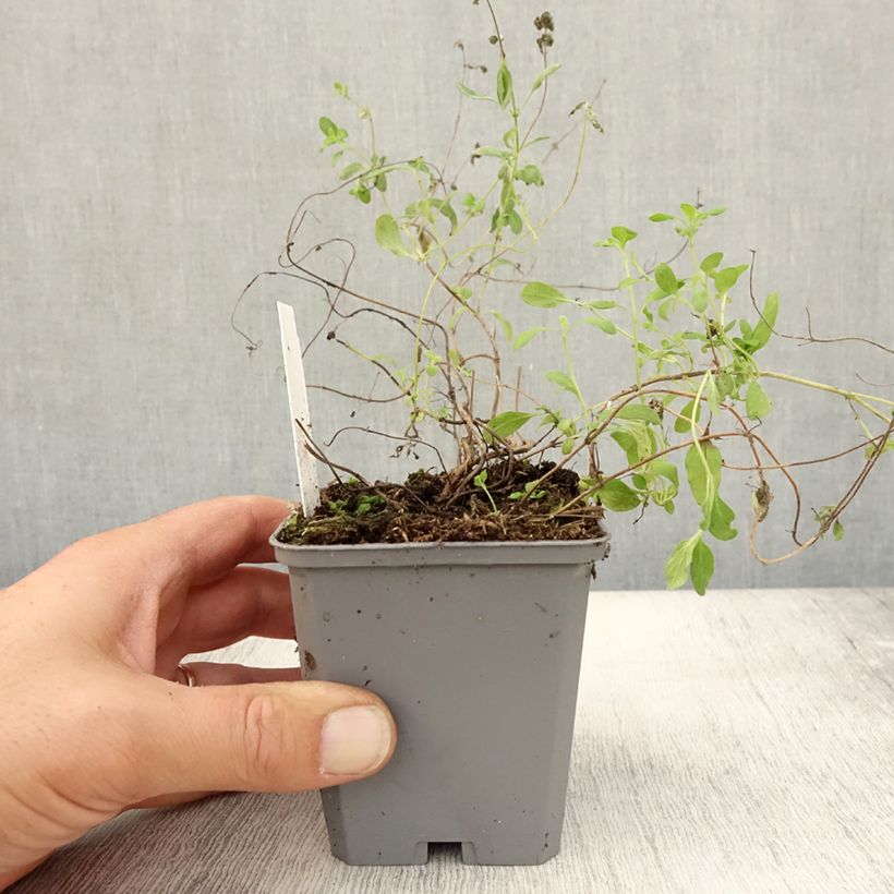 Origanum majorana - Sweet Marjoram 8/9 cm pot sample as delivered in autumn