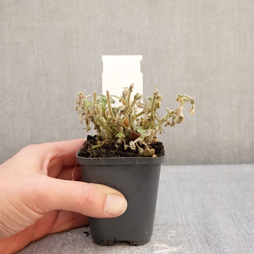 Marrubium incanum  8/9 cm pot sample as delivered in winter