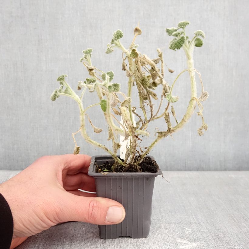 Marrubium supinum  8/9 cm pot sample as delivered in winter