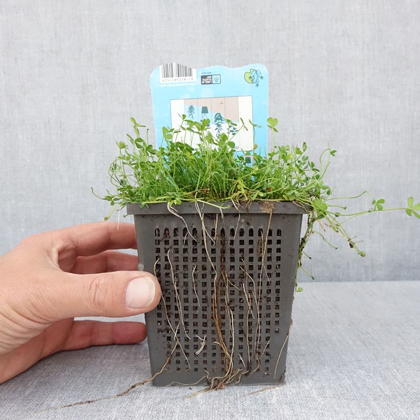 Marsilea quadrifolia - Water clover 1L/1.5L pot sample as delivered in spring