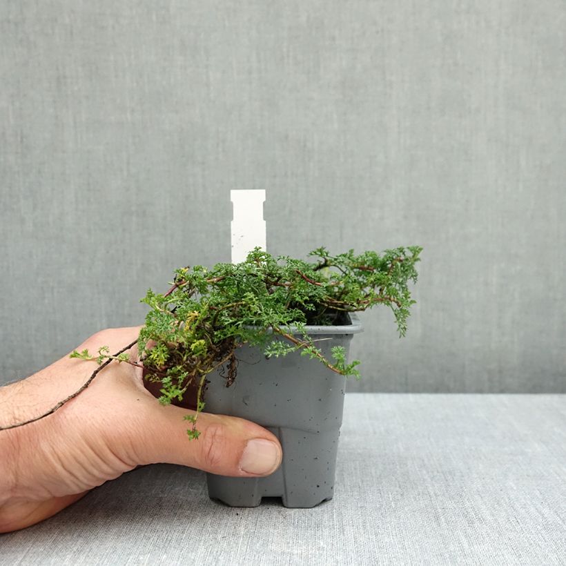 Matricaria tchihatchewii 8/9 cm pot sample as delivered in autumn