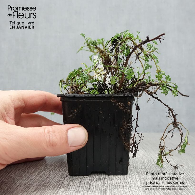 Matricaria tchihatchewii 8/9 cm pot sample as delivered in winter