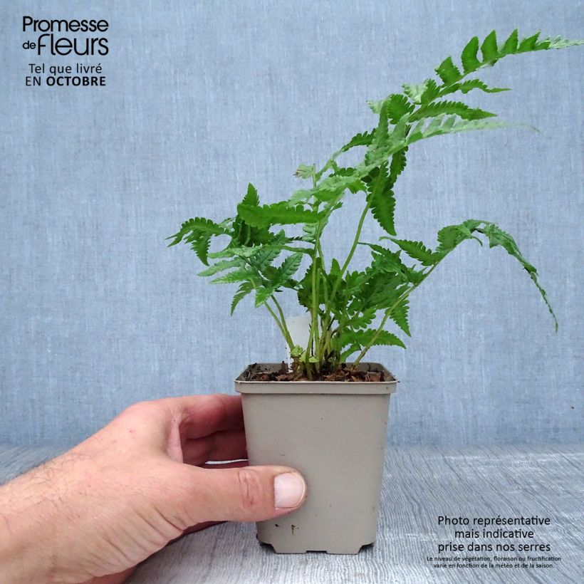 Matteuccia orientalis - Ostrich Fern 8/9 cm pot sample as delivered in autumn