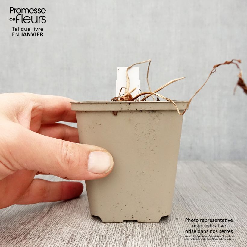 Matteuccia orientalis - Ostrich Fern 8/9 cm pot sample as delivered in winter