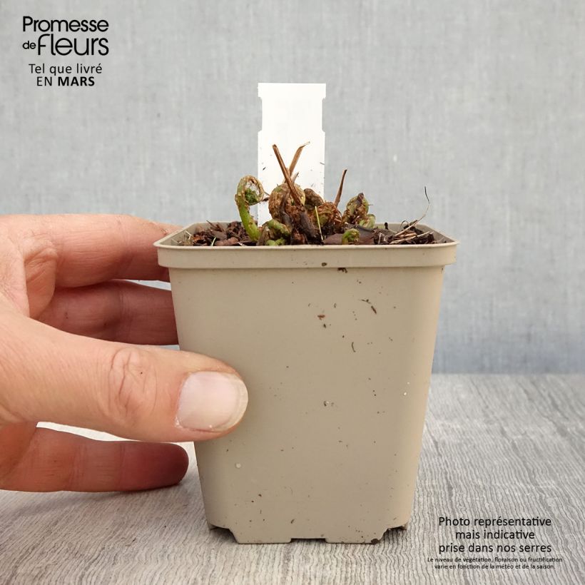 Matteuccia orientalis - Ostrich Fern 8/9 cm pot sample as delivered in spring