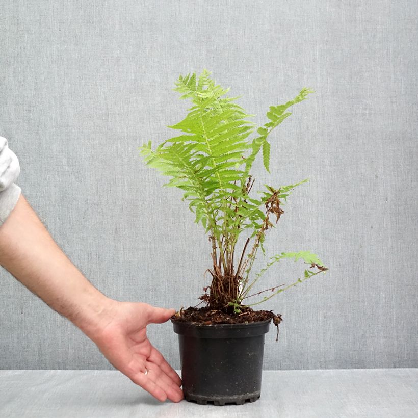 Matteuccia struthiopteris - Ostrich Fern 2L/3L pot sample as delivered in autumn