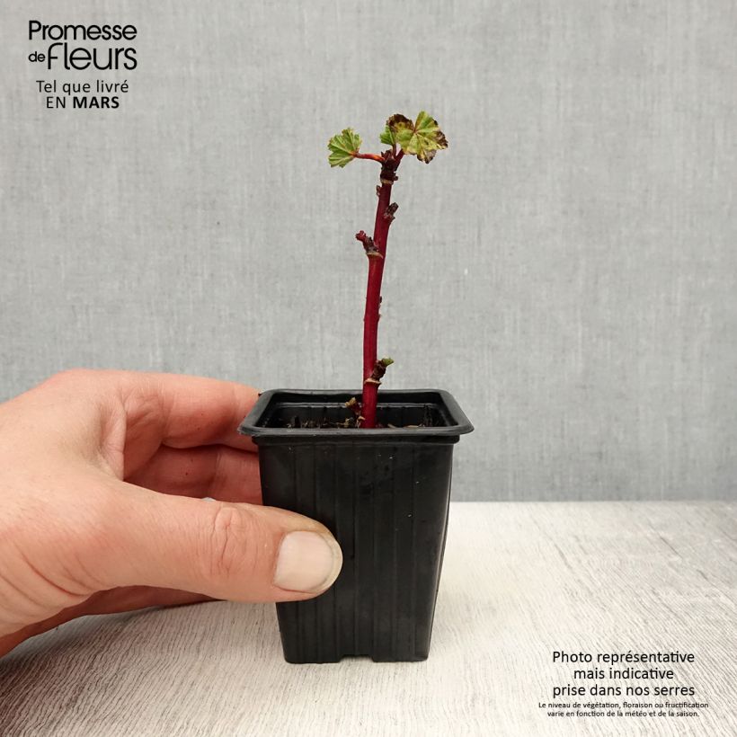 Malva sylvestris - Mallow 7/8 cm pot sample as delivered in spring