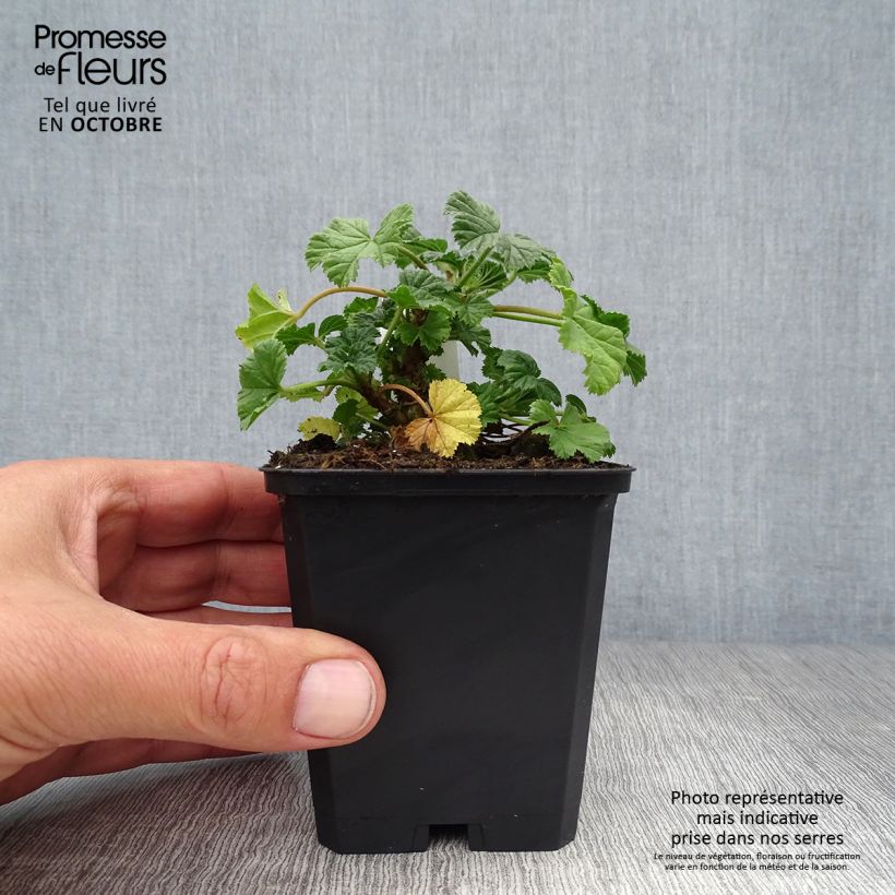 Malva sylvestris Primley Blue - Mallow 8/9 cm pot sample as delivered in autumn