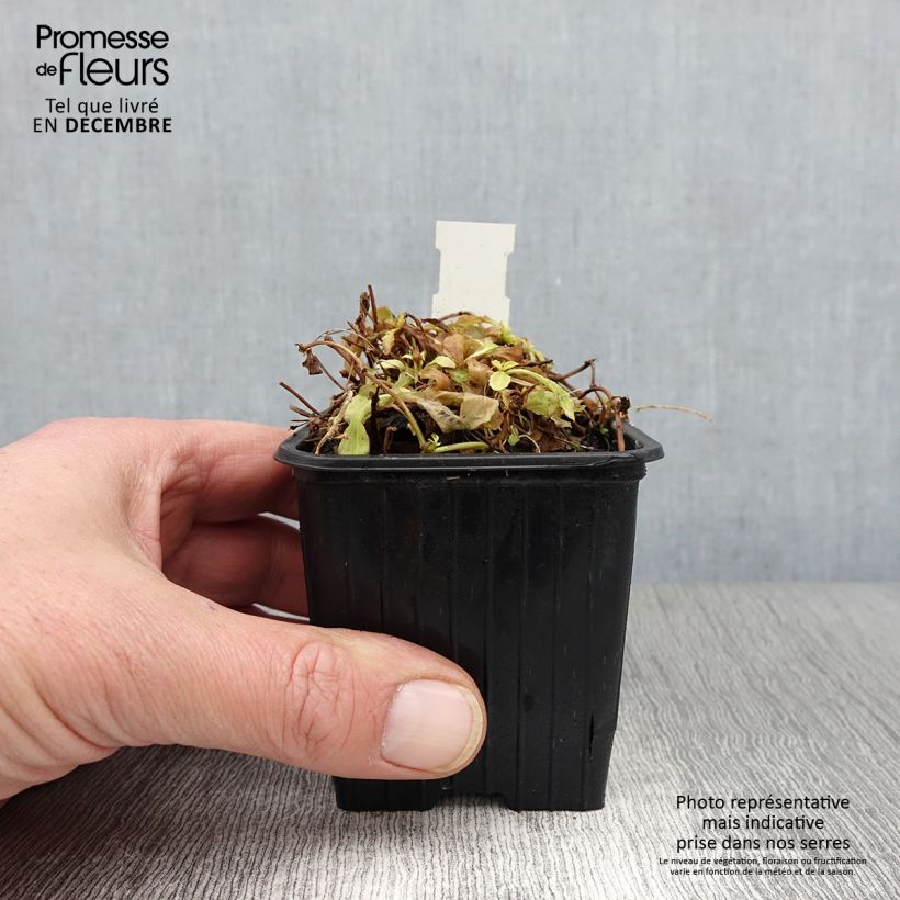 Mazus reptans Albus 8/9 cm pot sample as delivered in autumn