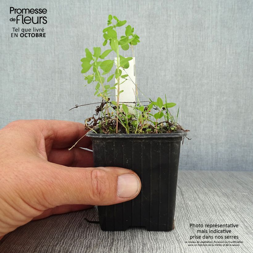 Mazus reptans 8/9 cm pot sample as delivered in autumn