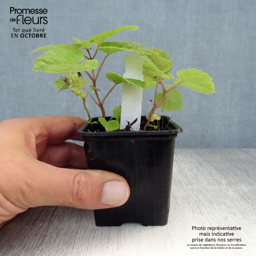 Meehania urticifolia Japanblau 8/9 cm pot sample as delivered in autumn