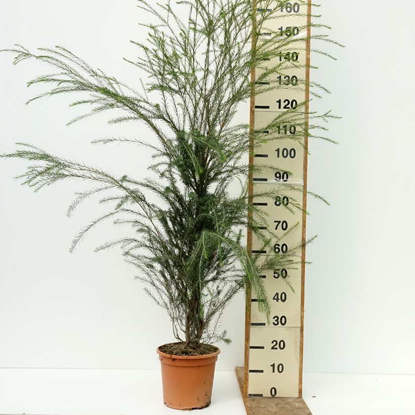 Melaleuca alternifolia - Tea tree 7.5L/10L pot sample as delivered in summer