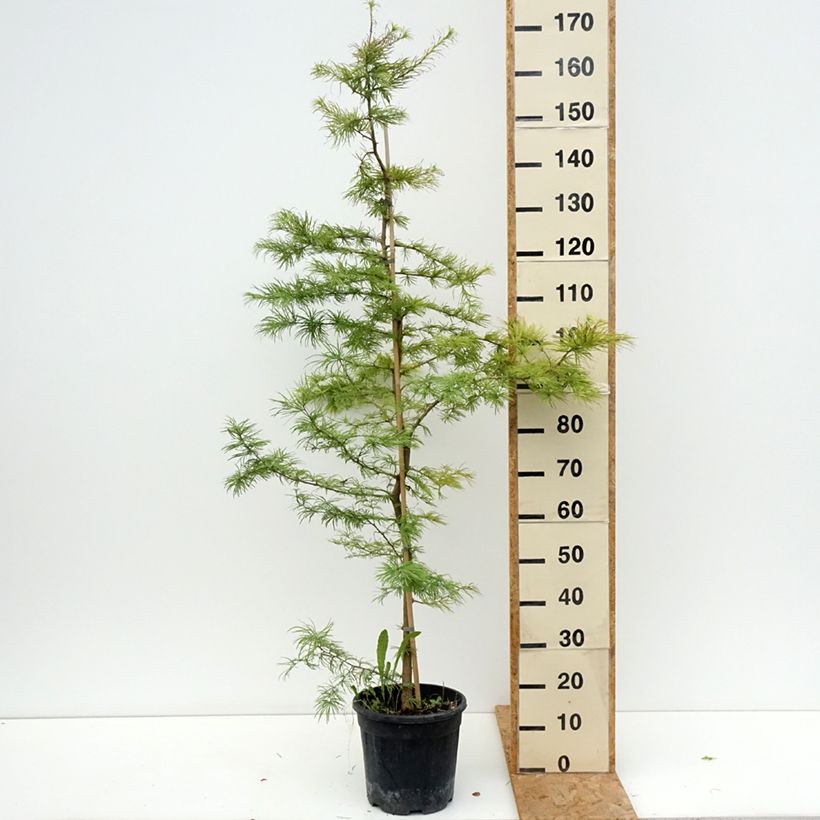Pseudolarix amabilis - Golden Larch 7.5L/10L pot sample as delivered in summer