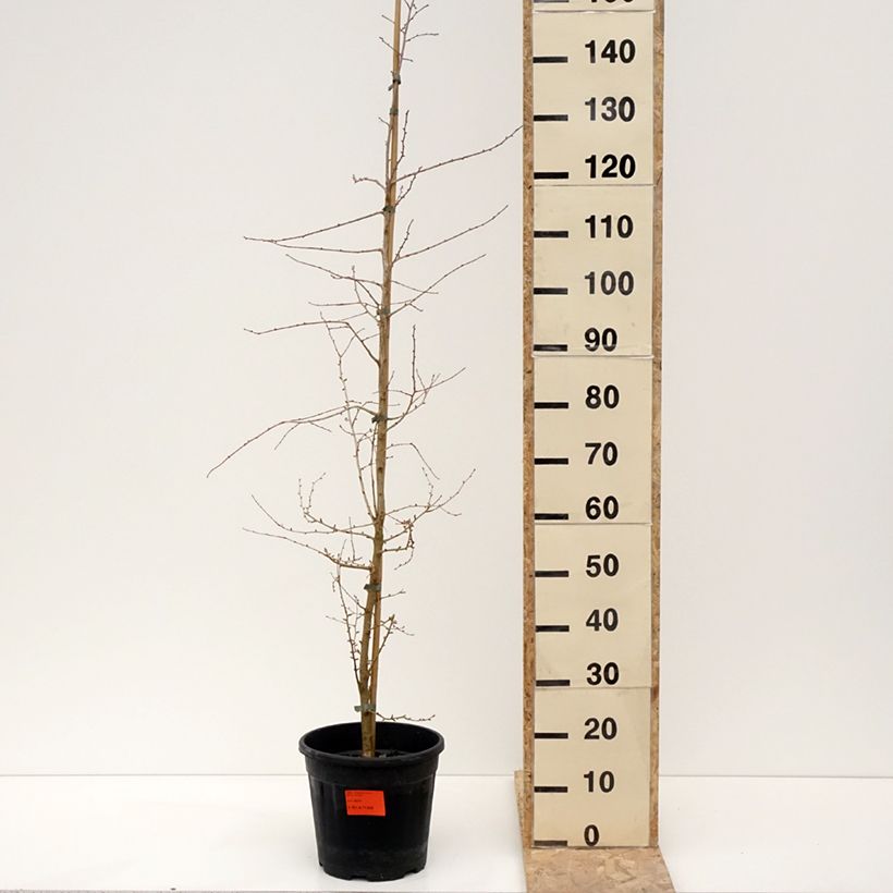 Pseudolarix amabilis - Golden Larch 7.5L/10L pot sample as delivered in winter