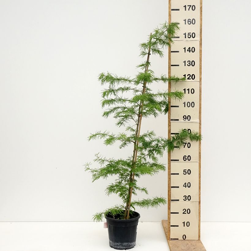 Pseudolarix amabilis - Golden Larch 7.5L/10L pot sample as delivered in spring