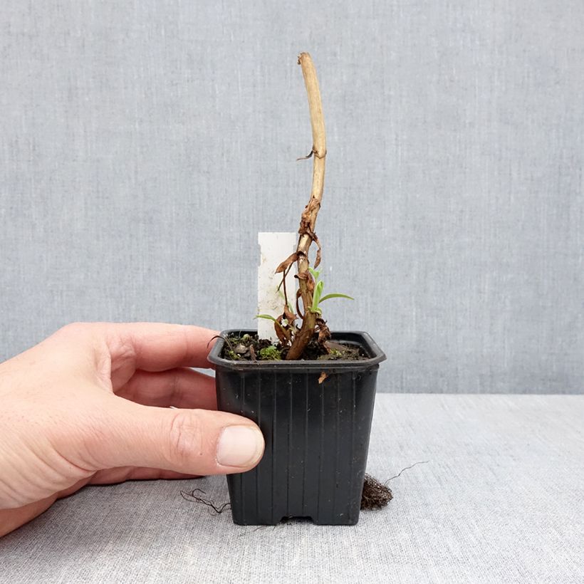 Melianthus major 8/9 cm pot sample as delivered in spring