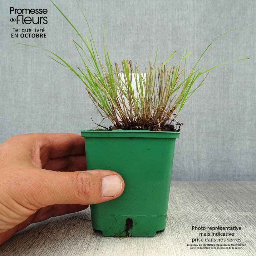 Melica ciliata 8/9 cm pot sample as delivered in autumn