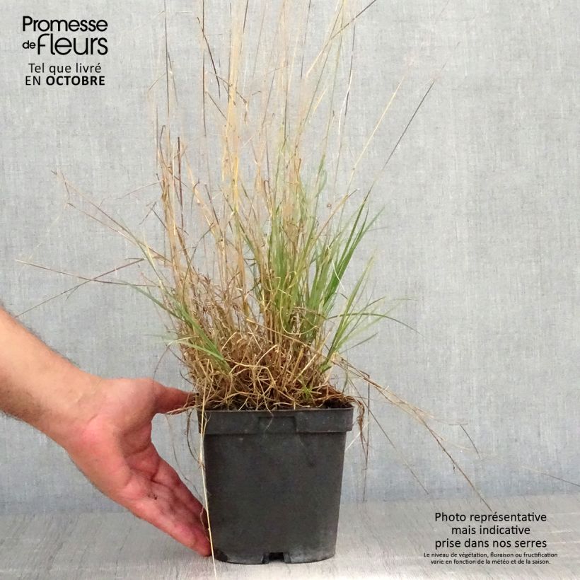 Melica ciliata 2L/3L pot sample as delivered in autumn