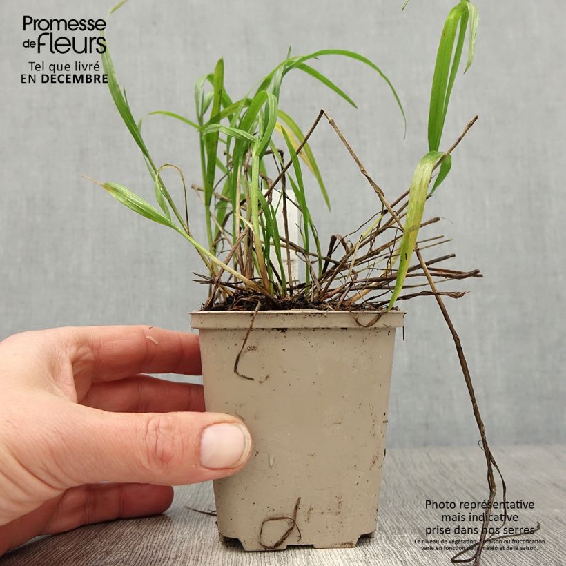 Melica nutans 8/9 cm pot sample as delivered in winter